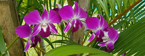 Lotuslodge Foto