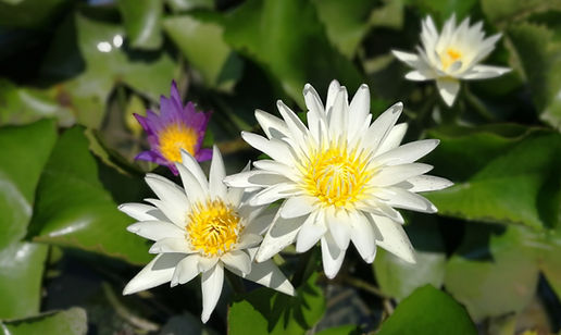 Lotuslodge Foto