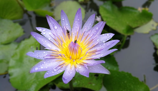 Lotuslodge Foto